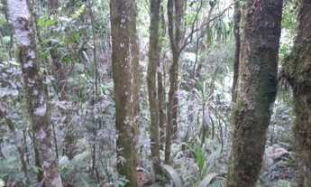 Imagem 6: CHACARA 5 MIL M² ESCRITUDA A 7 KM DE CONTENDA METADE ASFALTO, POR 175.000 FN 99864-4995