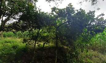 Imagem 6: CHACARA 60 MIL M² ESCRITURADA, PLANTA 1,5 ALQUEIRE FN 99864-4995