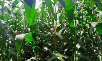 Imagem 2: CHACARA 60 MIL M² ESCRITURADA, PLANTA 1,5 ALQUEIRE FN 99864-4995