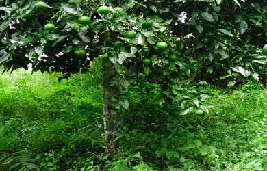 Imagem 2: CHÁCARA DE 3 ALQUEIRES E 5 LITROS, COM CASA, 75.911M² LAPA, DOCUMENTADA POR 460 MIL FN 998