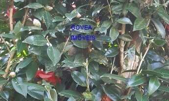 Imagem 5: CHÁCARA 6 MIL M² A UM KM DA IGREJA DO SERRINHA, COM ESCRITURA E REGISTRO DE IMÓVEIS, CASA