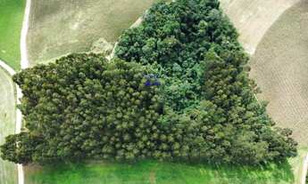 Imagem 2: CHÁCARA 24.000M² EM CONTENDA, COM EUCALIPTOS DE 18 ANOS, ACEITA TROCA POR IMÓVEL URBANO, C