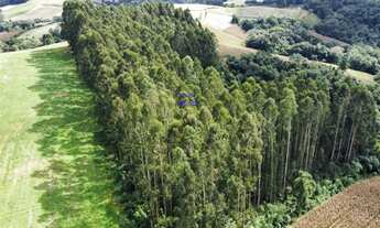 Imagem 3: CHÁCARA 24.000M² EM CONTENDA, COM EUCALIPTOS DE 18 ANOS, ACEITA TROCA POR IMÓVEL URBANO, C