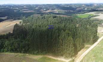 Imagem: CHÁCARA 24.000M² EM CONTENDA, COM EUCALIPTOS