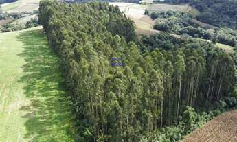 Imagem 4: CHÁCARA 24.000M² EM CONTENDA, COM EUCALIPTOS DE 18 ANOS, ACEITA TROCA POR IMÓVEL URBANO, C