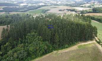 Imagem 5: CHÁCARA 24.000M² EM CONTENDA, COM EUCALIPTOS DE 18 ANOS, ACEITA TROCA POR IMÓVEL URBANO, C