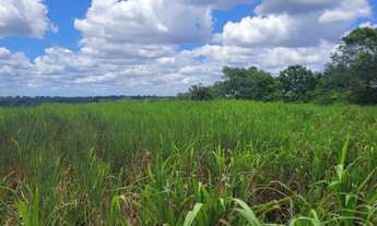 Imagem 2: Excelente Fazenda com 24 tarefas, 100km de Salvador, Conceição do Jacuípe, BA