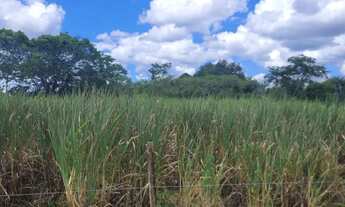 Imagem 5: Excelente Fazenda com 24 tarefas, 100km de Salvador, Conceição do Jacuípe, BA