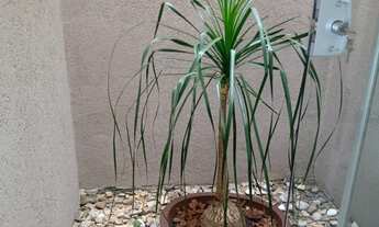 Imagem 7: Casa a venda Jardim Europa