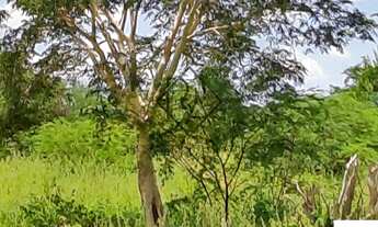 Imagem 4: FAZENDA RURAL em SENTO SÉ - BA, RURAL