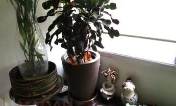 Imagem 3: APARTAMENTO DE 115 M2 EM RUA TRANQUILA E ARBORIZADA PARA VENDA EM PINHEIROS