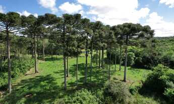 Imagem: Terreno área Urbana em Campo Alegre/SC