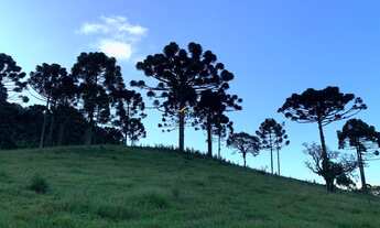 Imagem: CHÁCARA RURAL em CAMPO ALEGRE - SC, CENTRO