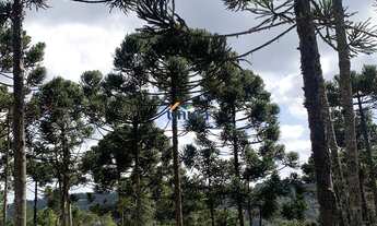 Imagem: TERRENO RESIDENCIAL em CAMPO ALEGRE - SC