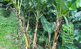 Imagem 4: SÍTIO Á VENDA, Anitápolis SC