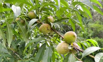 Imagem 3: SÍTIO Á VENDA, Anitápolis SC