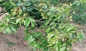 Imagem 5: CHACARA RESIDENCIAL em BOTUCATU - SP, PARQUE BELA VISTA (RUBIÃO JUNIOR