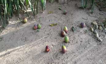 Imagem 6: CHACARA RESIDENCIAL em BOTUCATU - SP, MINA (RIO BONITO