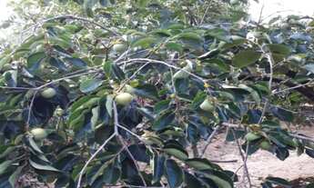 Imagem 2: CHACARA RESIDENCIAL em BOTUCATU - SP, MINA (RIO BONITO