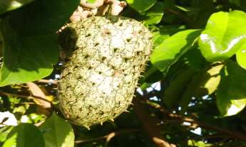 Imagem 6: CHACARA RESIDENCIAL em BOTUCATU - SP, PARQUE BELA VISTA (RUBIÃO JUNIOR