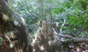 Imagem 3: Ilha em Angra dos Reis com 15mil m²