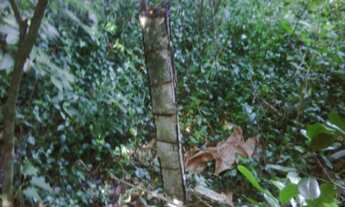 Imagem 4: Ilha em Angra dos Reis com 15mil m²