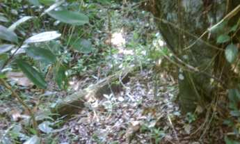 Imagem 5: Ilha em Angra dos Reis com 15mil m²