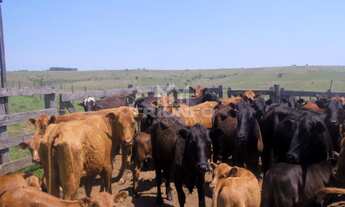 Imagem 7: FAZENDA RURAL em Quaraí - RS, Municipio de Quaraí