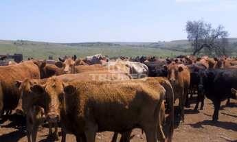 Imagem 6: FAZENDA RURAL em Quaraí - RS, Municipio de Quaraí