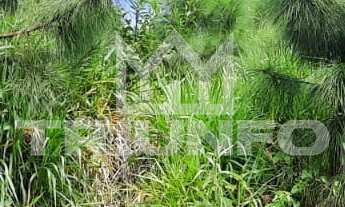 Imagem 6: TERRENO EM TRÊS COROAS