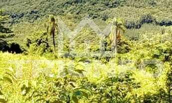 Imagem: SITIO RURAL em ROLANTE - RS, Canta Galo