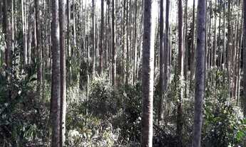 Imagem 2: SITIO RURAL em Igrejinha - RS, Bom Pastor