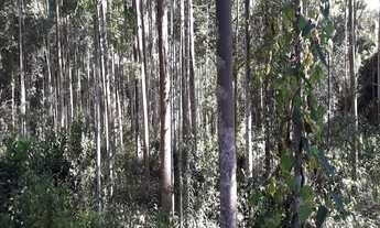 Imagem 4: SITIO RURAL em Igrejinha - RS, Bom Pastor