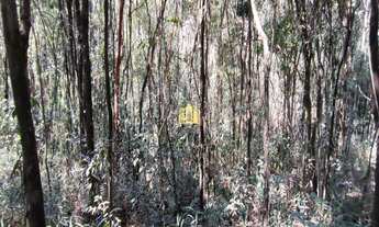 Imagem 7: Fazendinha em Esmeraldas