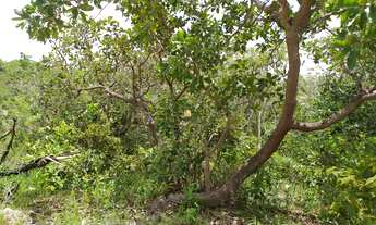 Imagem 7: OPORTUNIDADE!!! Espetacular Sitio Comercial à venda em Monjoulinhos, Esmeraldas-MG: 3 quar