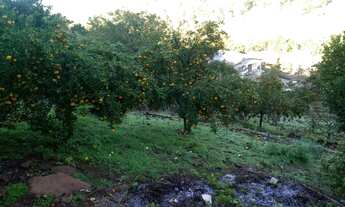 Imagem 2: SITIO RURAL em Picada Café - RS, Floresta