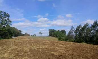 Imagem: AREA RURAL em Nova Petrópolis - RS, Pinhal