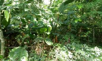 Imagem 5: SITIO RURAL em Picada Café - RS, Caffe Eck