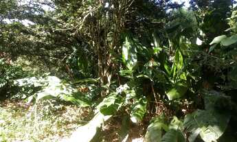 Imagem 7: SITIO RURAL em Picada Café - RS, Caffe Eck