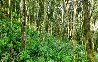Imagem 7: AREA RURAL em NOVA PETRÓPOLIS - RS, São Jacó