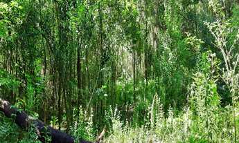 Imagem 5: AREA RURAL em NOVA PETRÓPOLIS - RS, Linha Araripe