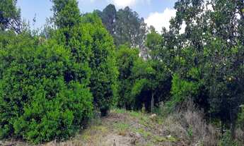 Imagem: TERRENO RESIDENCIAL em NOVA PETRÓPOLIS