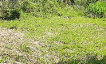 Imagem 4: TERRENO RESIDENCIAL em Picada Café - RS, Floresta