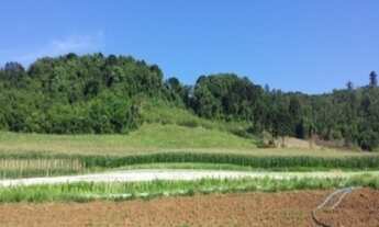 Imagem: AREA RURAL em Nova Petrópolis - RS, Linha