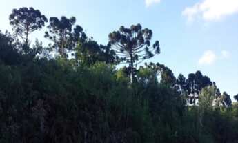 Imagem 3: AREA RURAL em Nova Petrópolis - RS, São Jacó