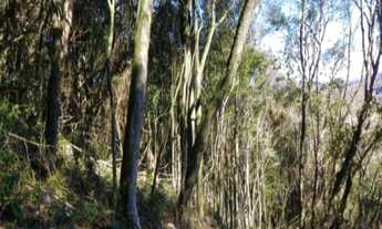 Imagem 5: AREA RURAL em Nova Petrópolis - RS, Linha Imperial