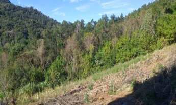 Imagem 3: SITIO RURAL em Nova Petrópolis - RS, Fazenda Pirajá