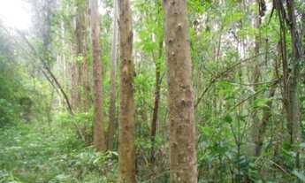Imagem: AREA RURAL em Nova Petrópolis - RS, Linha