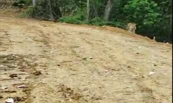 Imagem 8: VENDO TROCO FAZENDA 1200 hec ESCRITURADA REGIÃO DE AMAJARI RORAIMA ( 6100