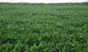 Imagem 2: VENDO FAZENDA DUPLA APTIDÃO REGIAO DE TERRA NOVA DO NORTE-MT ( 6137